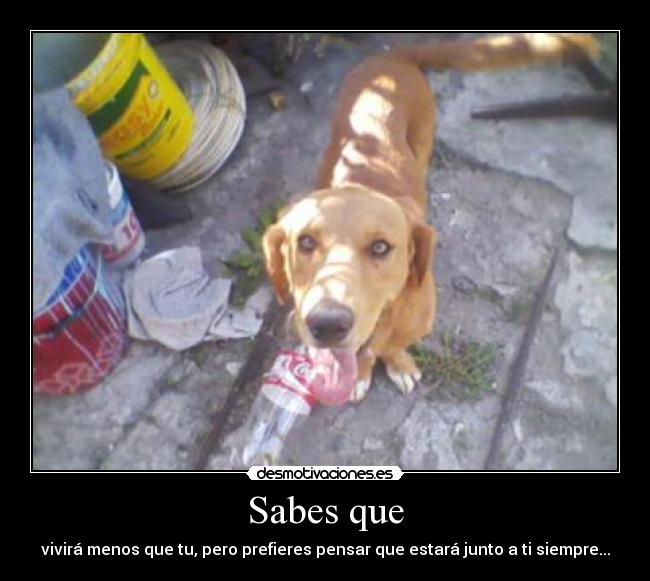 Sabes que - vivirá menos que tu, pero prefieres pensar que estará junto a ti siempre...