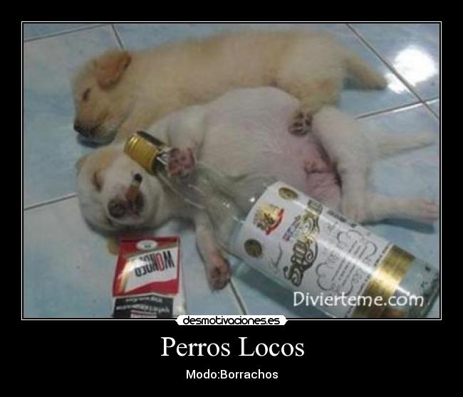 Perros Locos - 