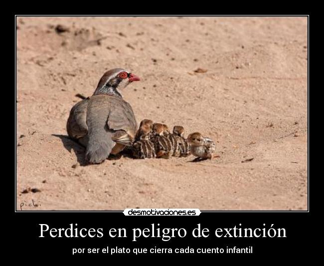 Perdices en peligro de extinción - 