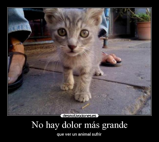 No hay dolor más grande -