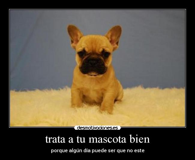 trata a tu mascota bien - porque algún día puede ser que no este