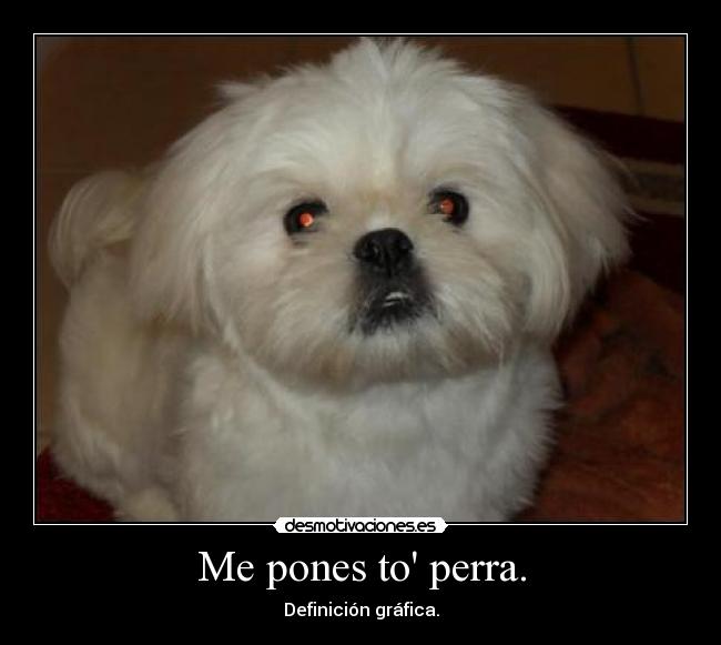 Me pones to perra. - 