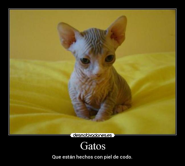Gatos - Que están hechos con piel de codo.