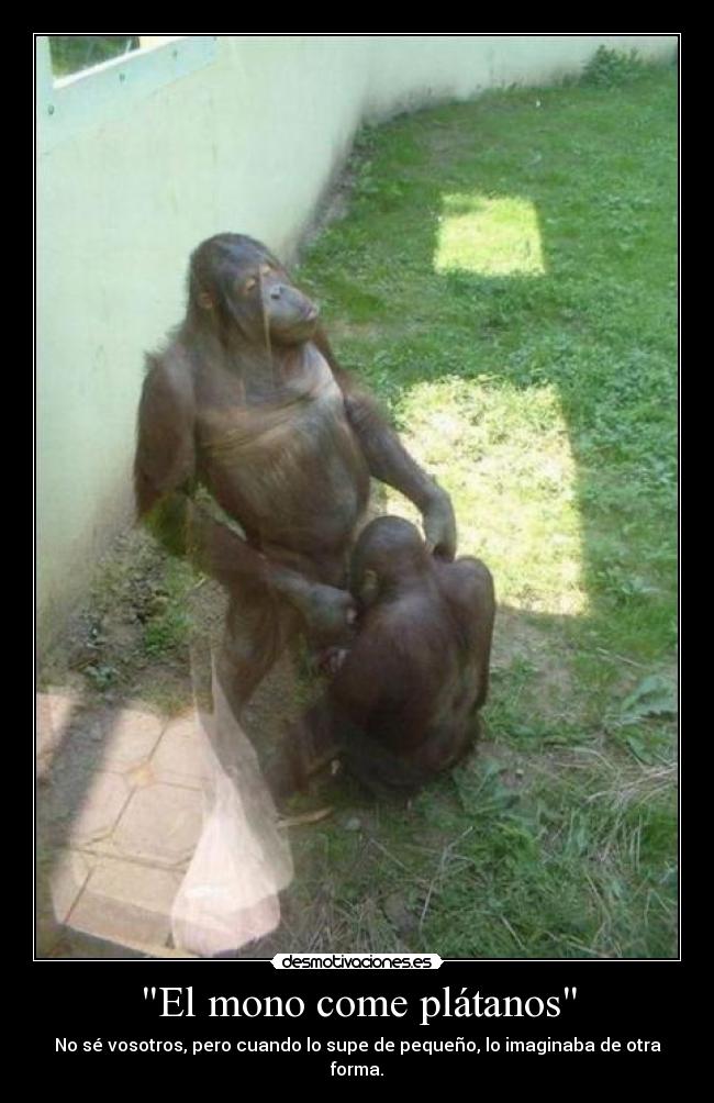 El mono come plátanos - 