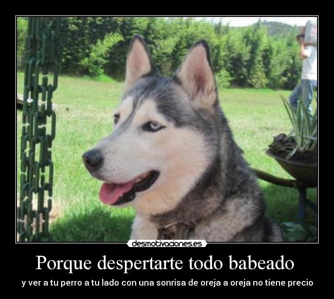 Porque despertarte todo babeado - y ver a tu perro a tu lado con una sonrisa de oreja a oreja no tiene precio