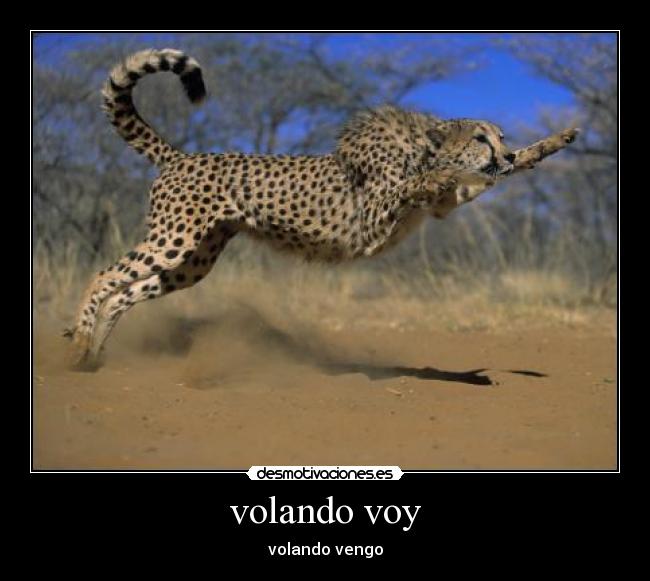 volando voy -