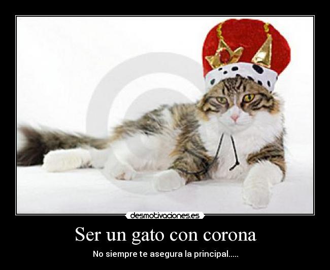 Ser un gato con corona -