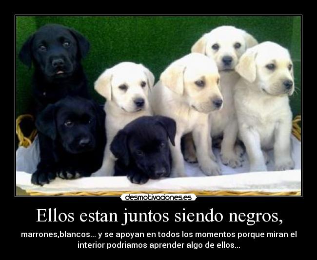 Ellos estan juntos siendo negros, - marrones,blancos... y se apoyan en todos los momentos porque miran el
interior podriamos aprender algo de ellos...