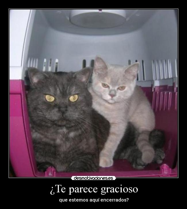 ¿Te parece gracioso - que estemos aquí encerrados?