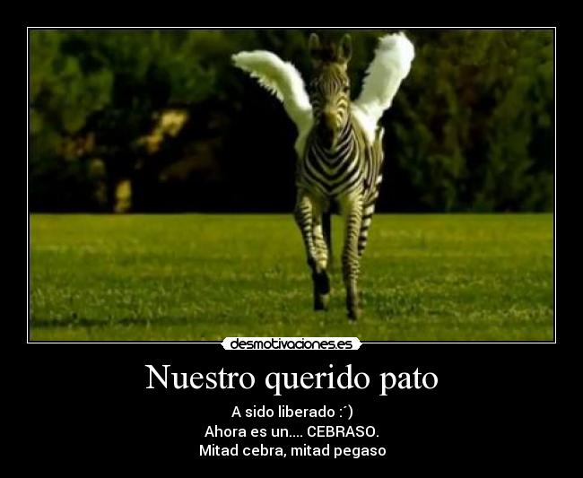 Nuestro querido pato - 