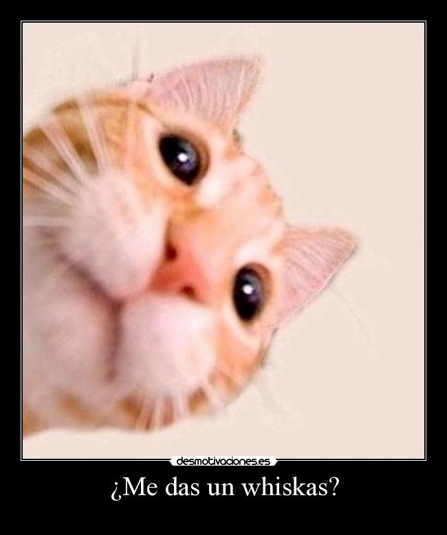 ¿Me das un whiskas? -