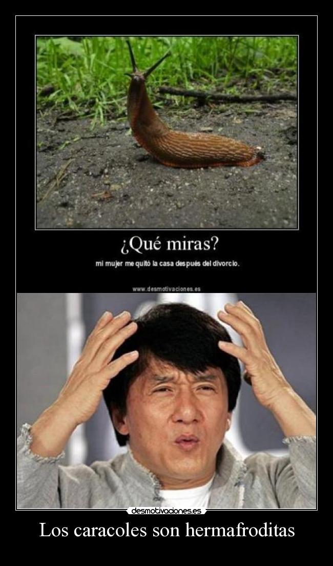 Los caracoles son hermafroditas -