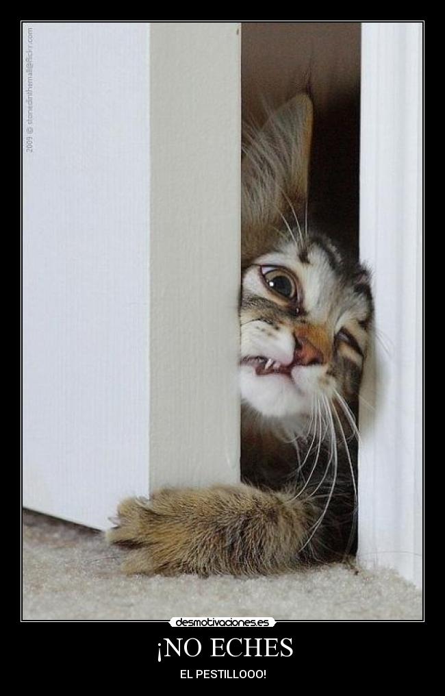 ¡NO ECHES - 