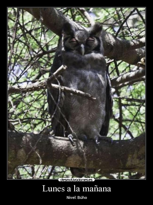 Lunes a la mañana - Nivel: Búho
