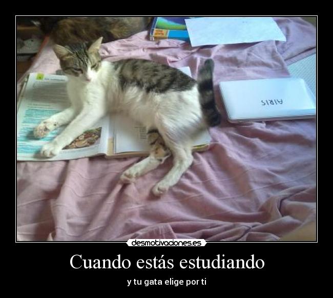 carteles jessicorrales desmotivaciones