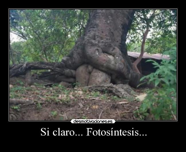 Si claro... Fotosíntesis... -
