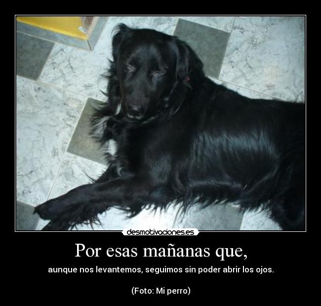 Por esas mañanas que, - aunque nos levantemos, seguimos sin poder abrir los ojos.
(Foto: Mi perro)