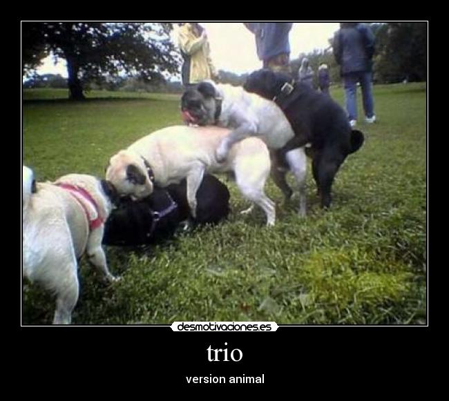 trio -
