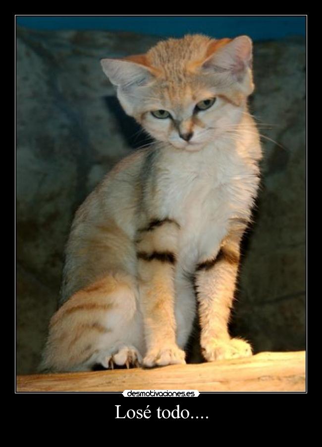Losé todo.... - 