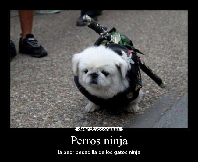 carteles gatos ninja perro divertido disfraz desmotivaciones