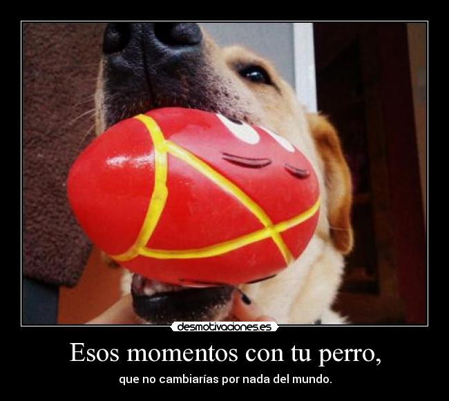 Esos momentos con tu perro, - que no cambiarías por nada del mundo.