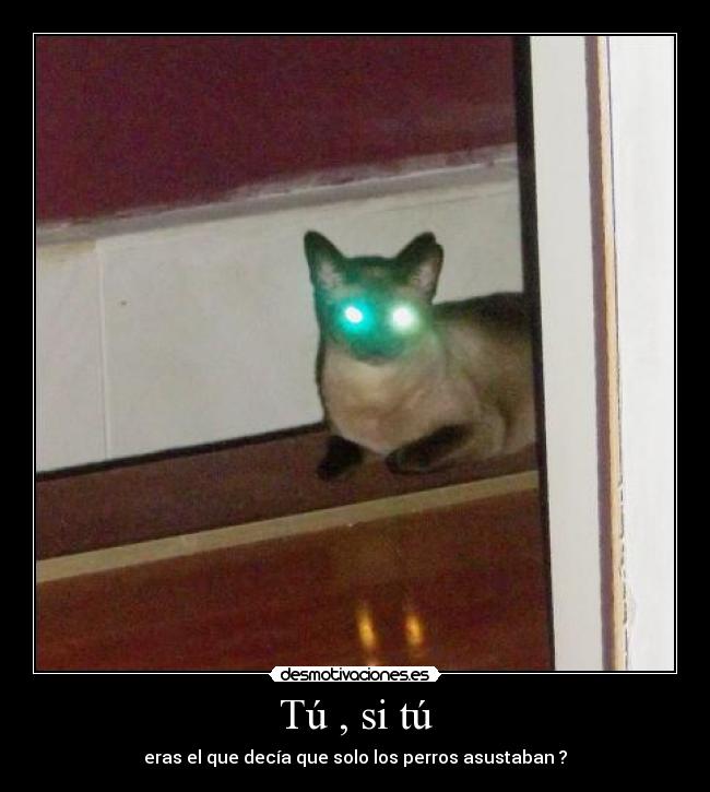 carteles gatos desmotivaciones