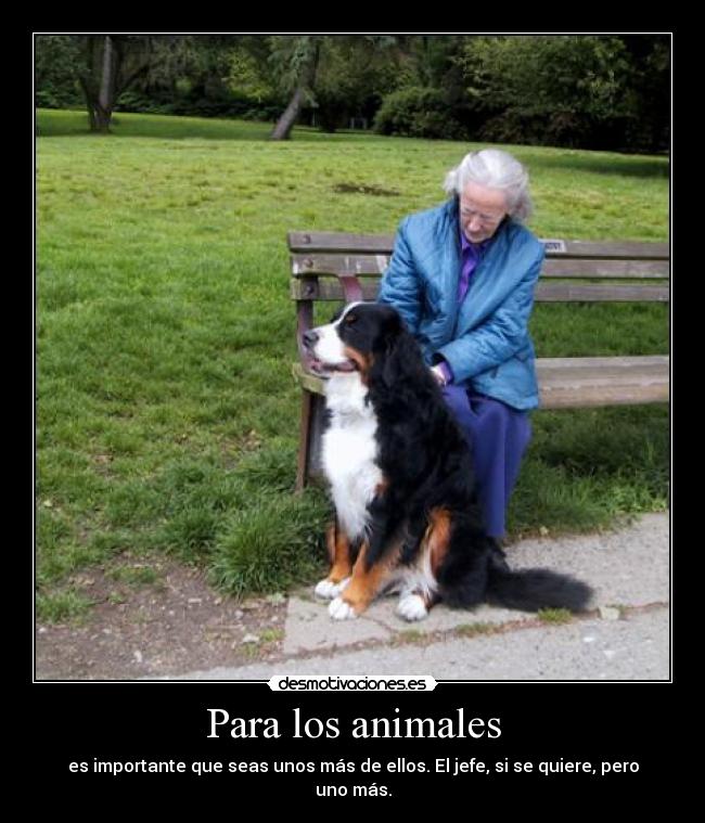 Para los animales - es importante que seas unos más de ellos. El jefe, si se quiere, pero uno más.