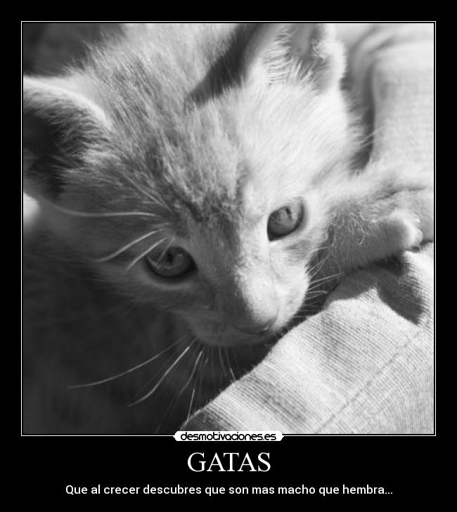 GATAS -