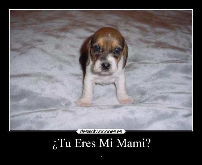 ¿Tu Eres Mi Mami? - .