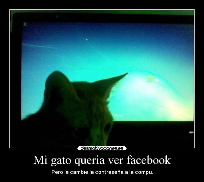 Mi gato queria ver facebook - Pero le cambie la contraseña a la compu.