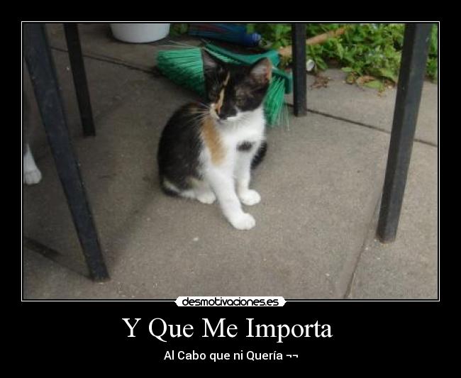 Y Que Me Importa  - 