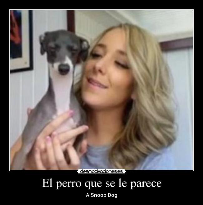 El perro que se le parece - A Snoop Dog