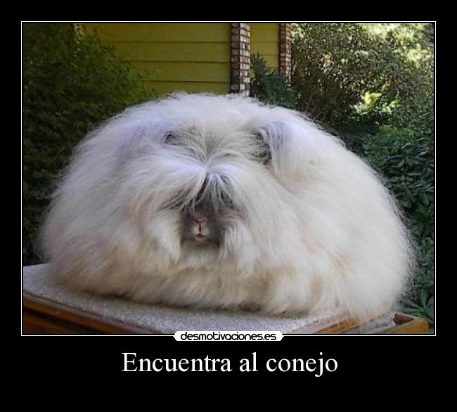 Encuentra al conejo -