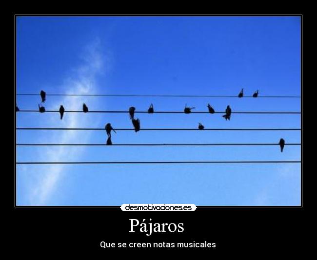 Pájaros -