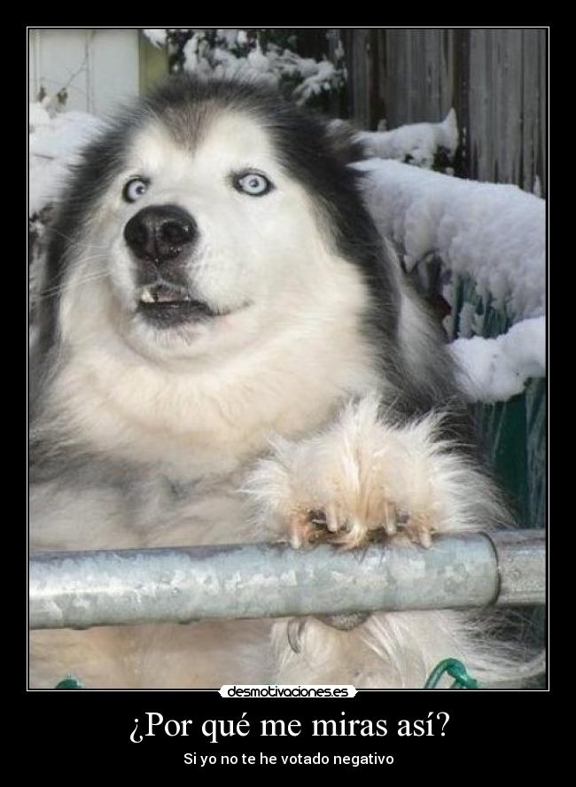 ¿Por qué me miras así? - Si yo no te he votado negativo