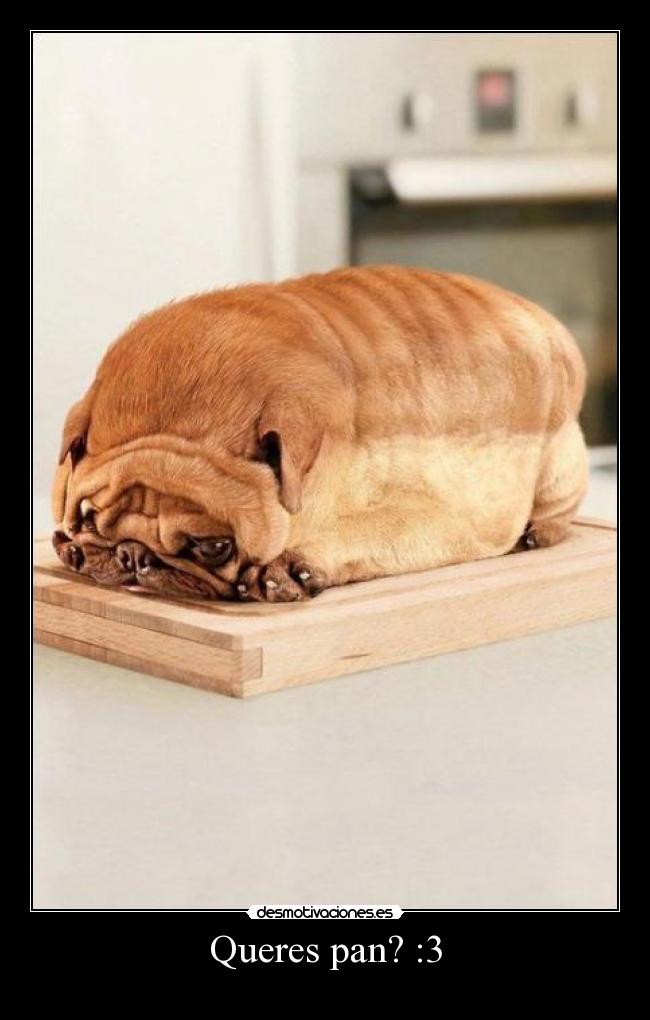 Queres pan? :3 - 