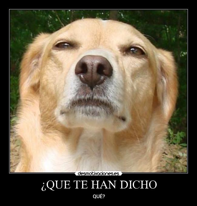 ¿QUE TE HAN DICHO -