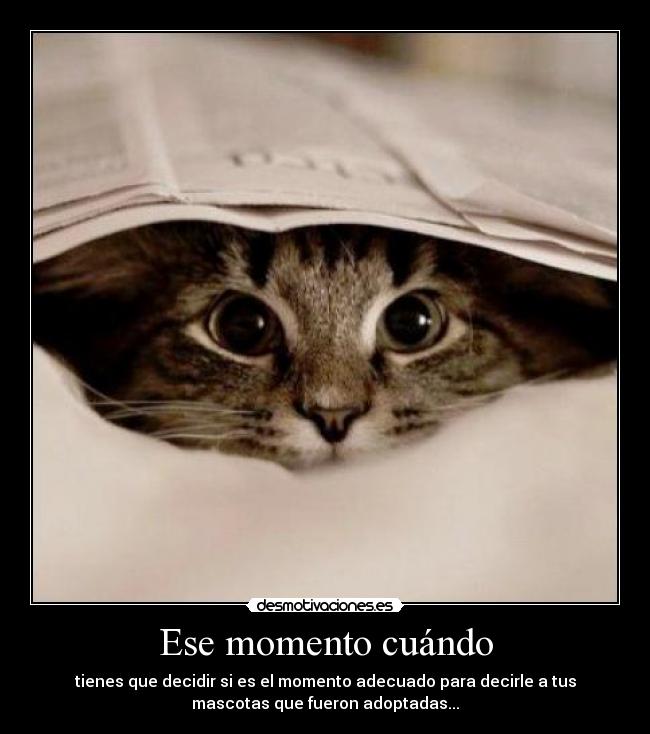 Ese momento cuándo - tienes que decidir si es el momento adecuado para decirle a tus
mascotas que fueron adoptadas...