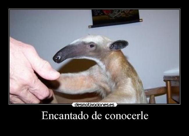 Encantado de conocerle -