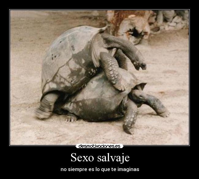 Sexo salvaje - no siempre es lo que te imaginas