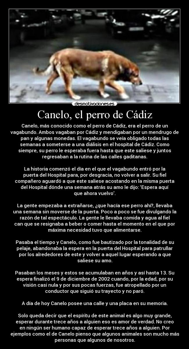 carteles canelo perro cadiz amor sentimientos demostivacion perro cadiz desmotivaciones