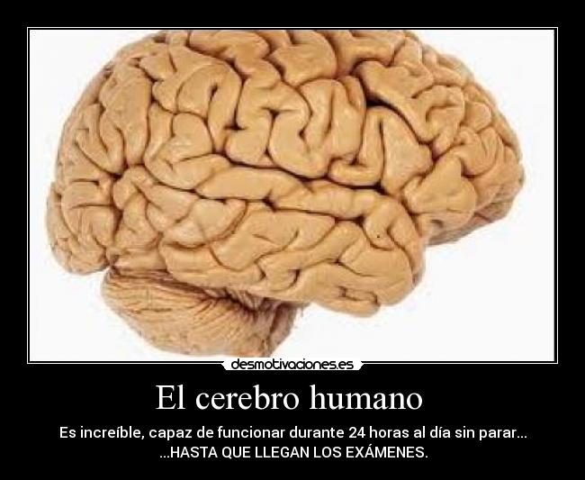 El cerebro humano  - 