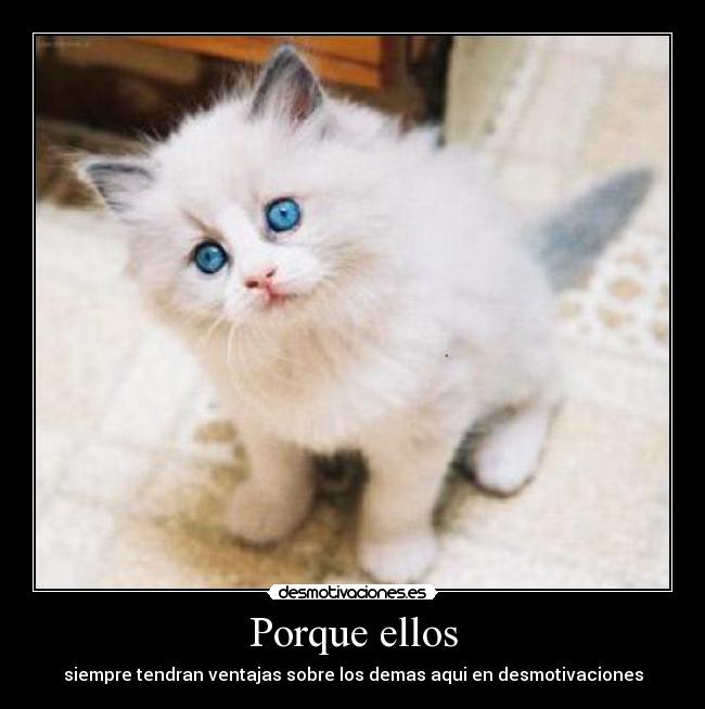 carteles desmotivaciones gato desmotivaciones