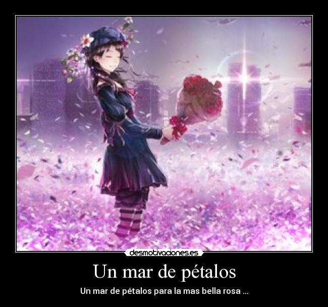 Un mar de pétalos - Un mar de pétalos para la mas bella rosa ...