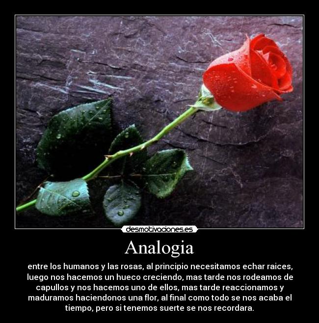 Analogia - entre los humanos y las rosas, al principio necesitamos echar raices,
luego nos hacemos un hueco creciendo, mas tarde nos rodeamos de
capullos y nos hacemos uno de ellos, mas tarde reaccionamos y
maduramos haciendonos una flor, al final como todo se nos acaba el
tiempo, pero si tenemos suerte se nos recordara.