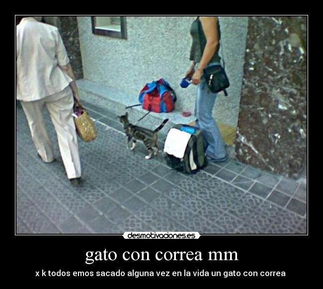 gato con correa mm - 