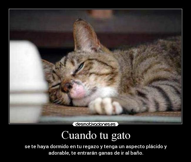 Cuando tu gato - se te haya dormido en tu regazo y tenga un aspecto plácido y
adorable, te entrarán ganas de ir al baño.