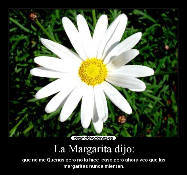 La Margarita dijo: - que no me Querias.pero no la hice caso.pero ahora veo que las
margaritas nunca mienten.