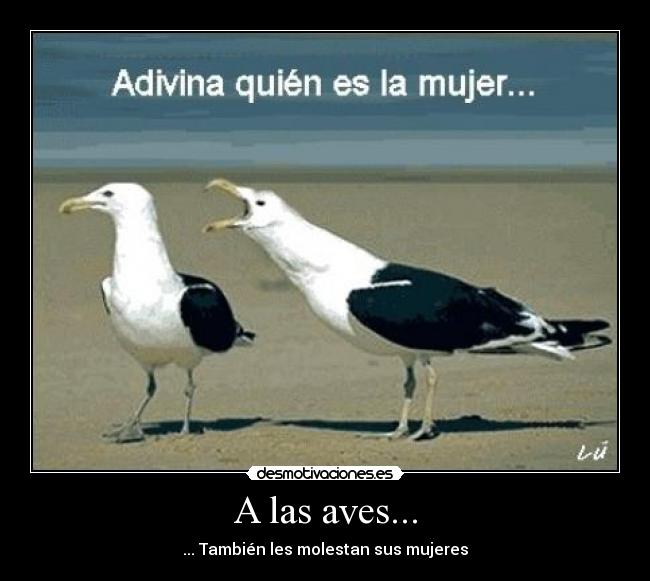 A las aves... - ... También les molestan sus mujeres