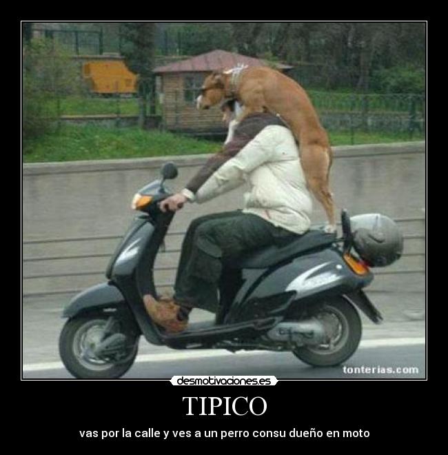 TIPICO -